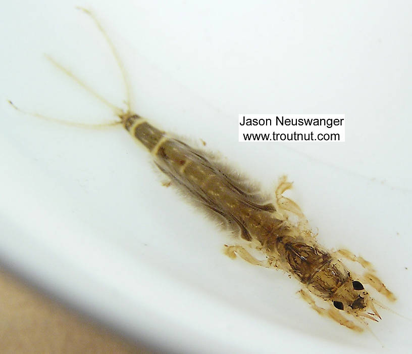 Hexagenia limbata (Hex) Mayfly Nymph from unknown in Wisconsin