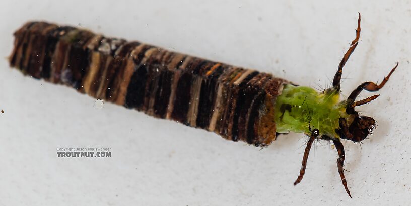 Brachycentrus americanus (American Grannom) Caddisfly Larva from the Dosewallips River in Washington