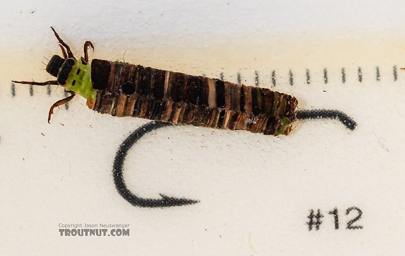 Brachycentrus americanus (American Grannom) Caddisfly Larva from the Dosewallips River in Washington