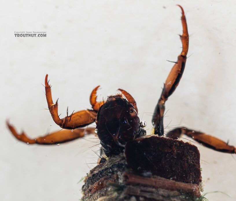 Brachycentrus americanus (American Grannom) Caddisfly Larva from the Dosewallips River in Washington