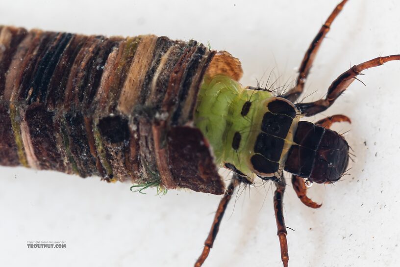 Brachycentrus americanus (American Grannom) Caddisfly Larva from the Dosewallips River in Washington