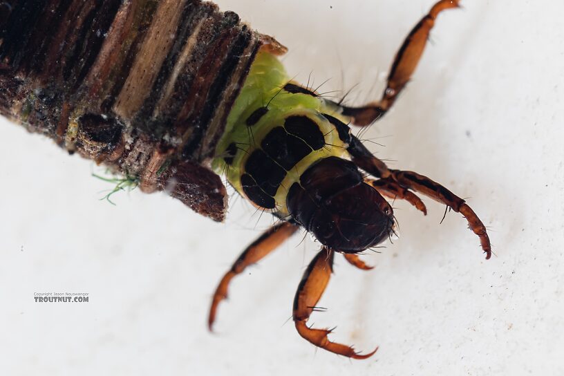 Brachycentrus americanus (American Grannom) Caddisfly Larva from the Dosewallips River in Washington