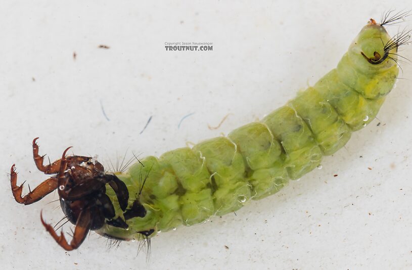 Brachycentrus americanus (American Grannom) Caddisfly Larva from the Dosewallips River in Washington