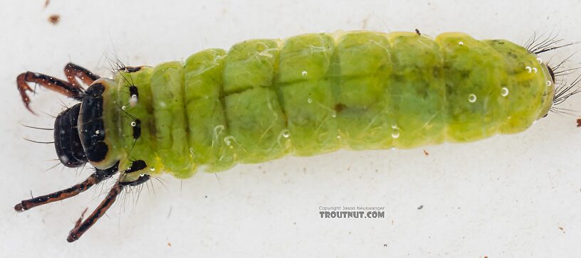 Brachycentrus americanus (American Grannom) Caddisfly Larva from the Dosewallips River in Washington