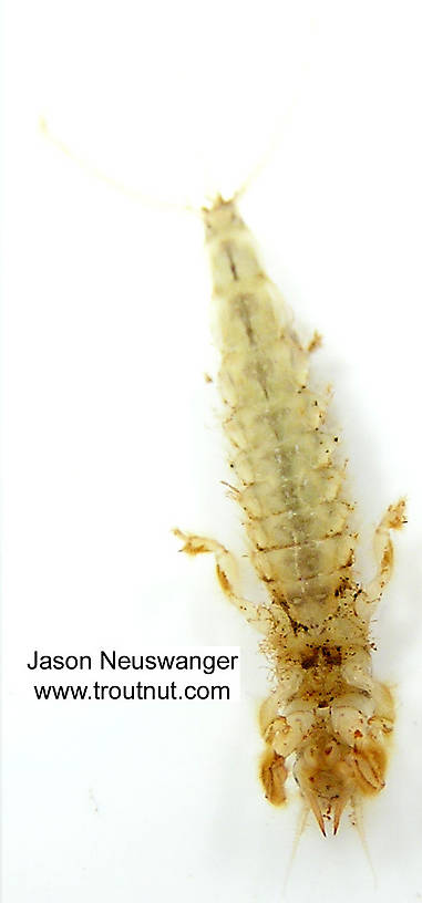 Hexagenia limbata (Hex) Mayfly Nymph from unknown in Wisconsin