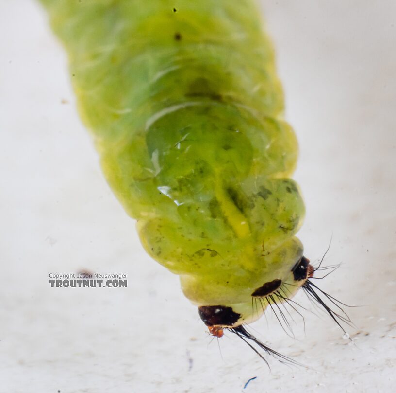 Brachycentrus americanus (American Grannom) Caddisfly Larva from the Dosewallips River in Washington