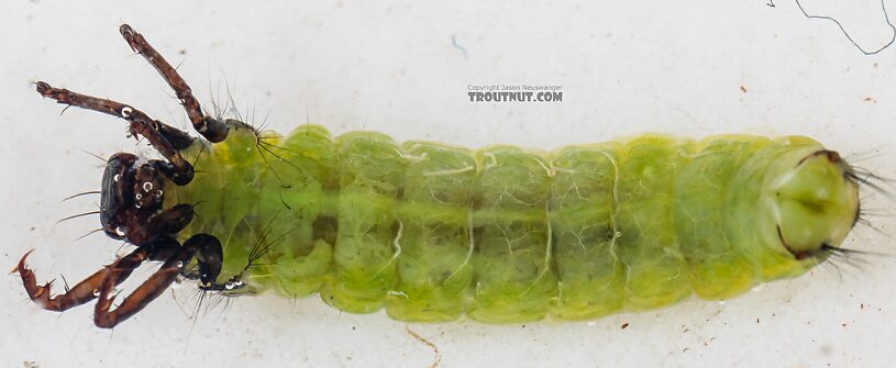 Brachycentrus americanus (American Grannom) Caddisfly Larva from the Dosewallips River in Washington