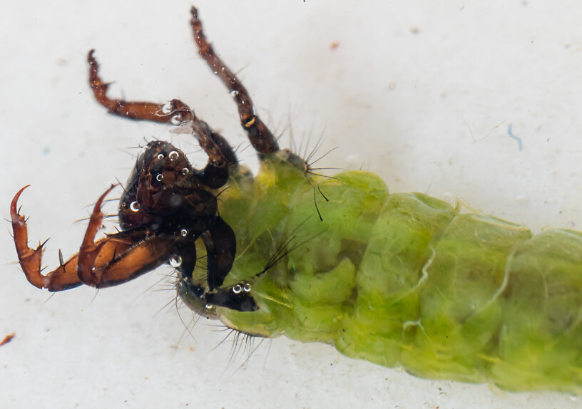 Brachycentrus americanus (American Grannom) Caddisfly Larva from the Dosewallips River in Washington