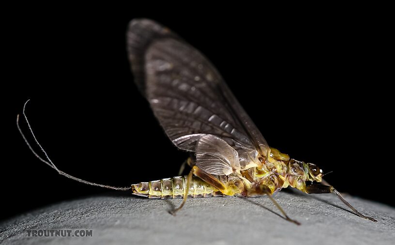 Female Drunella flavilinea (Flav) Mayfly Dun from the Henry's Fork of the Snake River in Idaho