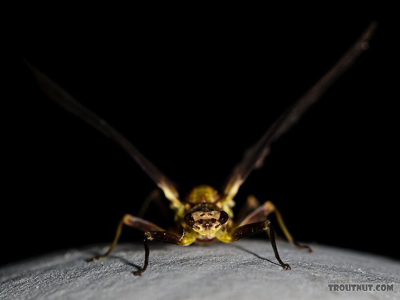 Female Drunella flavilinea (Flav) Mayfly Dun from the Henry's Fork of the Snake River in Idaho