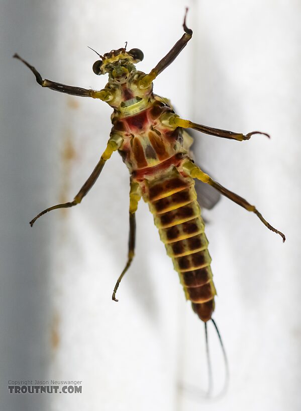 Female Drunella flavilinea (Flav) Mayfly Dun from the Henry's Fork of the Snake River in Idaho