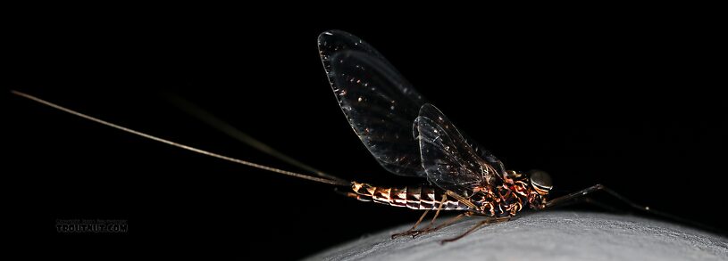 Male Siphlonurus occidentalis (Gray Drake) Mayfly Spinner from the Henry's Fork of the Snake River in Idaho