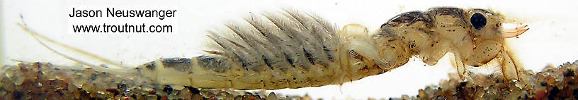 Hexagenia limbata (Hex) Mayfly Nymph from unknown in Wisconsin