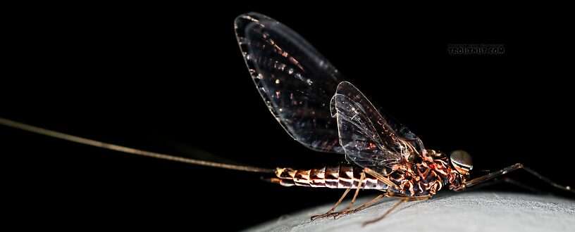 Male Siphlonurus occidentalis (Gray Drake) Mayfly Spinner from the Henry's Fork of the Snake River in Idaho