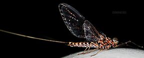 Male Siphlonurus occidentalis (Gray Drake) Mayfly Spinner