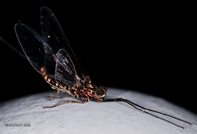 Male Siphlonurus occidentalis (Gray Drake) Mayfly Spinner from the Henry's Fork of the Snake River in Idaho