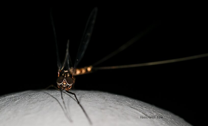 Male Siphlonurus occidentalis (Gray Drake) Mayfly Spinner from the Henry's Fork of the Snake River in Idaho