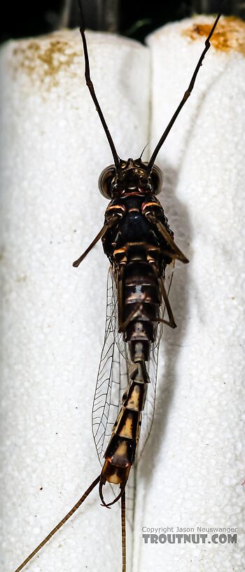 Male Siphlonurus occidentalis (Gray Drake) Mayfly Spinner from the Henry's Fork of the Snake River in Idaho