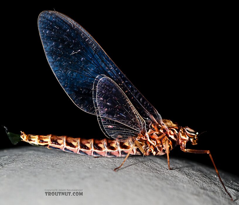 Female Siphlonurus occidentalis (Gray Drake) Mayfly Spinner from the Henry's Fork of the Snake River in Idaho