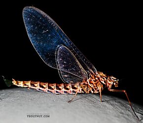 Female Siphlonurus occidentalis (Gray Drake) Mayfly Spinner