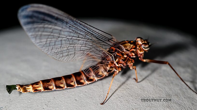 Female Siphlonurus occidentalis (Gray Drake) Mayfly Spinner from the Henry's Fork of the Snake River in Idaho