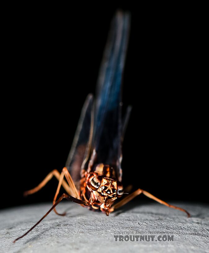 Female Siphlonurus occidentalis (Gray Drake) Mayfly Spinner from the Henry's Fork of the Snake River in Idaho