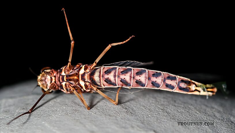 Female Siphlonurus occidentalis (Gray Drake) Mayfly Spinner from the Henry's Fork of the Snake River in Idaho