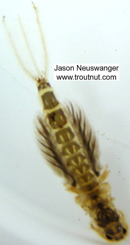 This motion-blurred picture shows the posture of a Hexagenia nymph in motion.  Hexagenia limbata (Hex) Mayfly Nymph from unknown in Wisconsin