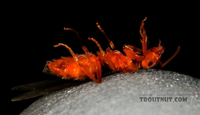 Formicidae (Ants) Ant Adult from the Henry's Fork of the Snake River in Idaho