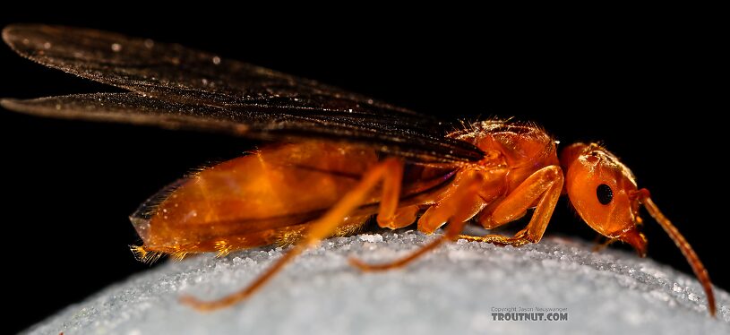 Formicidae (Ants) Ant Adult from the Henry's Fork of the Snake River in Idaho