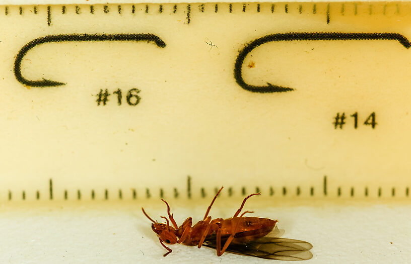 Formicidae (Ants) Ant Adult from the Henry's Fork of the Snake River in Idaho