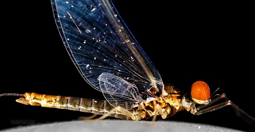 Male Ephemerella excrucians (Pale Morning Dun) Mayfly Spinner from the Henry's Fork of the Snake River in Idaho