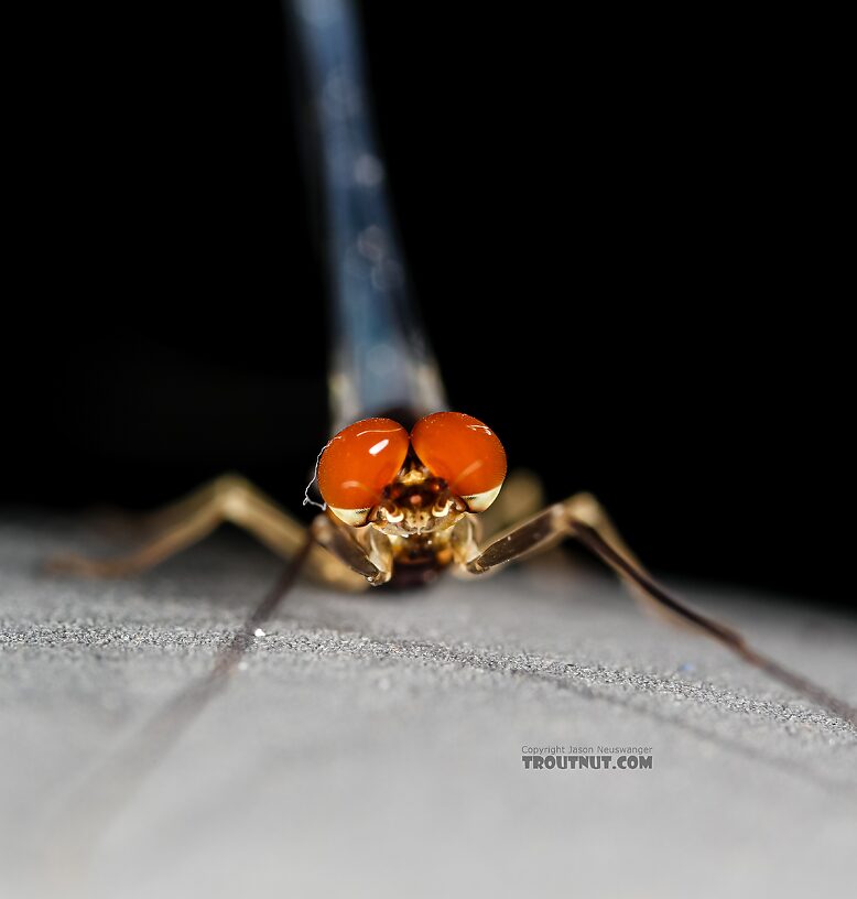 Male Ephemerella excrucians (Pale Morning Dun) Mayfly Spinner from the Henry's Fork of the Snake River in Idaho