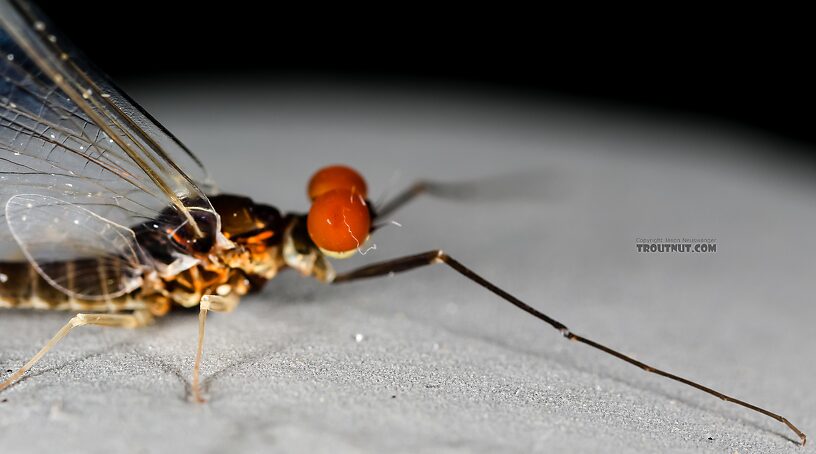 Male Ephemerella excrucians (Pale Morning Dun) Mayfly Spinner from the Henry's Fork of the Snake River in Idaho