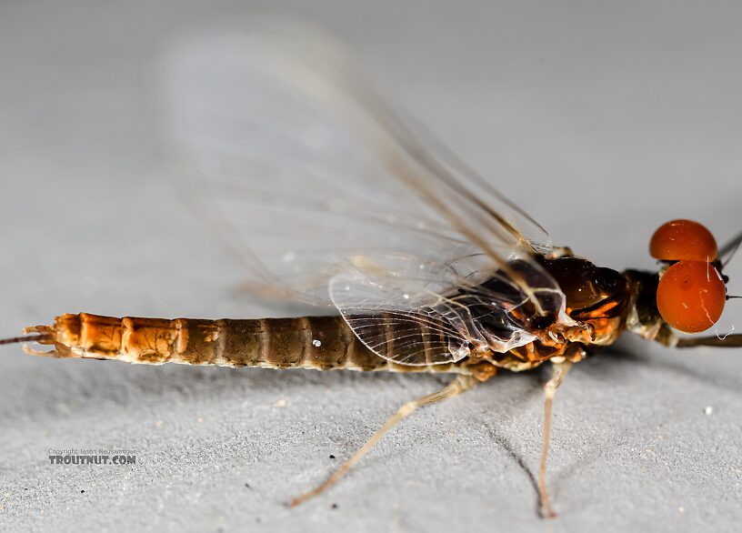 Male Ephemerella excrucians (Pale Morning Dun) Mayfly Spinner from the Henry's Fork of the Snake River in Idaho