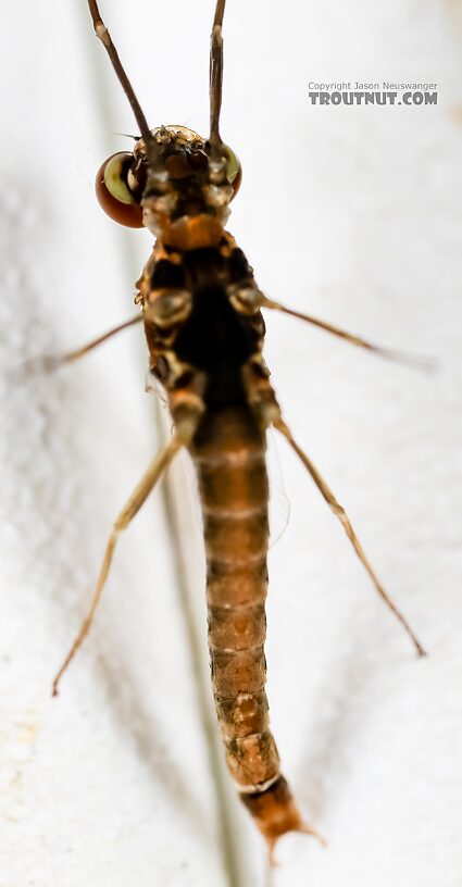 Male Ephemerella excrucians (Pale Morning Dun) Mayfly Spinner from the Henry's Fork of the Snake River in Idaho