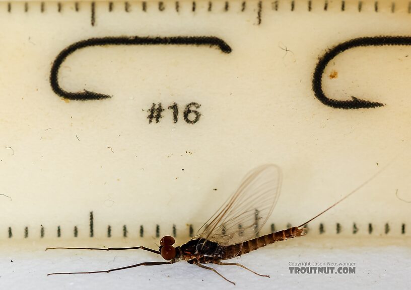 Male Ephemerella excrucians (Pale Morning Dun) Mayfly Spinner from the Henry's Fork of the Snake River in Idaho