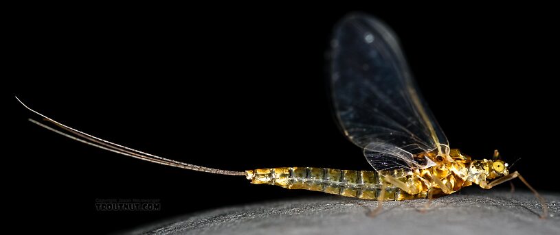 Female Ephemerella excrucians (Pale Morning Dun) Mayfly Spinner from the Henry's Fork of the Snake River in Idaho