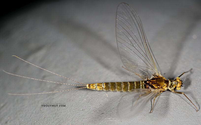 Female Ephemerella excrucians (Pale Morning Dun) Mayfly Spinner from the Henry's Fork of the Snake River in Idaho