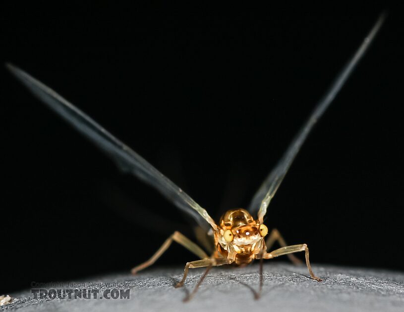 Female Ephemerella excrucians (Pale Morning Dun) Mayfly Spinner from the Henry's Fork of the Snake River in Idaho