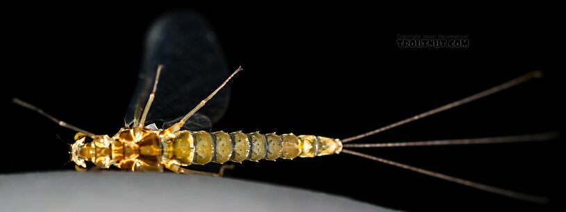 Female Ephemerella excrucians (Pale Morning Dun) Mayfly Spinner from the Henry's Fork of the Snake River in Idaho