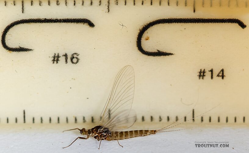 Female Ephemerella excrucians (Pale Morning Dun) Mayfly Spinner from the Henry's Fork of the Snake River in Idaho