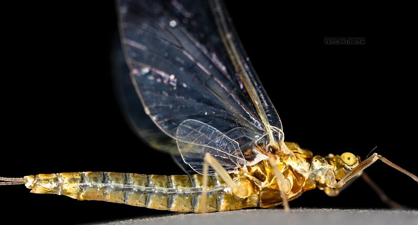 Female Ephemerella excrucians (Pale Morning Dun) Mayfly Spinner from the Henry's Fork of the Snake River in Idaho