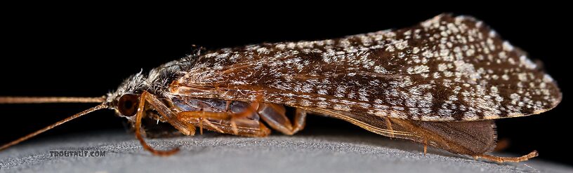 Male Hydropsyche (Spotted Sedges) Caddisfly Adult from the Henry's Fork of the Snake River in Idaho