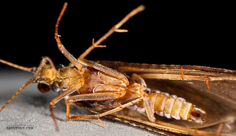 Male Hydropsyche (Spotted Sedges) Caddisfly Adult from the Henry's Fork of the Snake River in Idaho