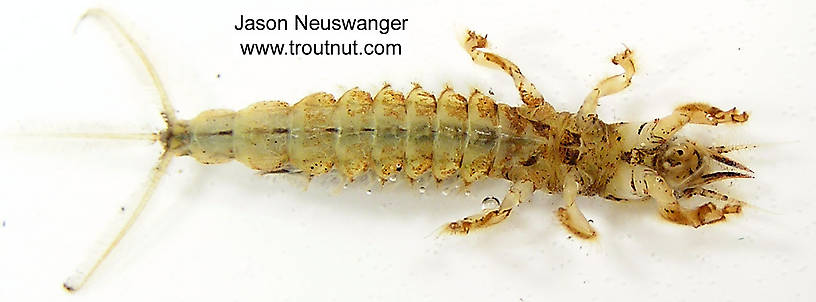 Hexagenia limbata (Hex) Mayfly Nymph from Big Brook in Wisconsin