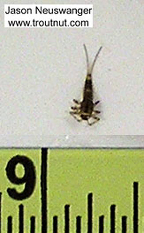 Baetidae (Blue-Winged Olives) Mayfly Nymph from unknown in Wisconsin