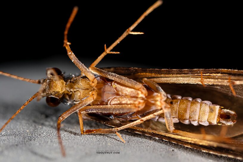 Male Hydropsyche (Spotted Sedges) Caddisfly Adult from the Henry's Fork of the Snake River in Idaho