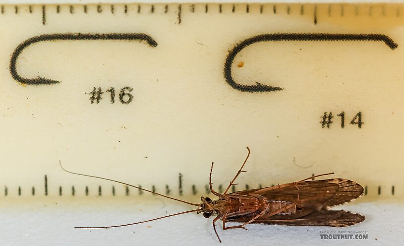 Male Hydropsyche (Spotted Sedges) Caddisfly Adult from the Henry's Fork of the Snake River in Idaho