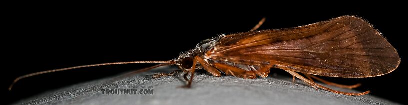 Male Hydropsyche (Spotted Sedges) Caddisfly Adult from the Henry's Fork of the Snake River in Idaho